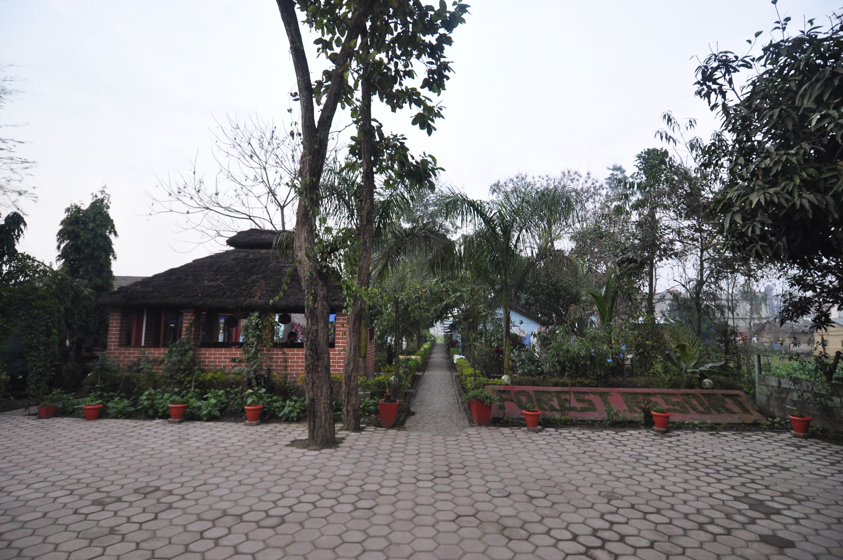 A paved pathway leading to a building with a thatched roof, surrounded by potted plants and trees.