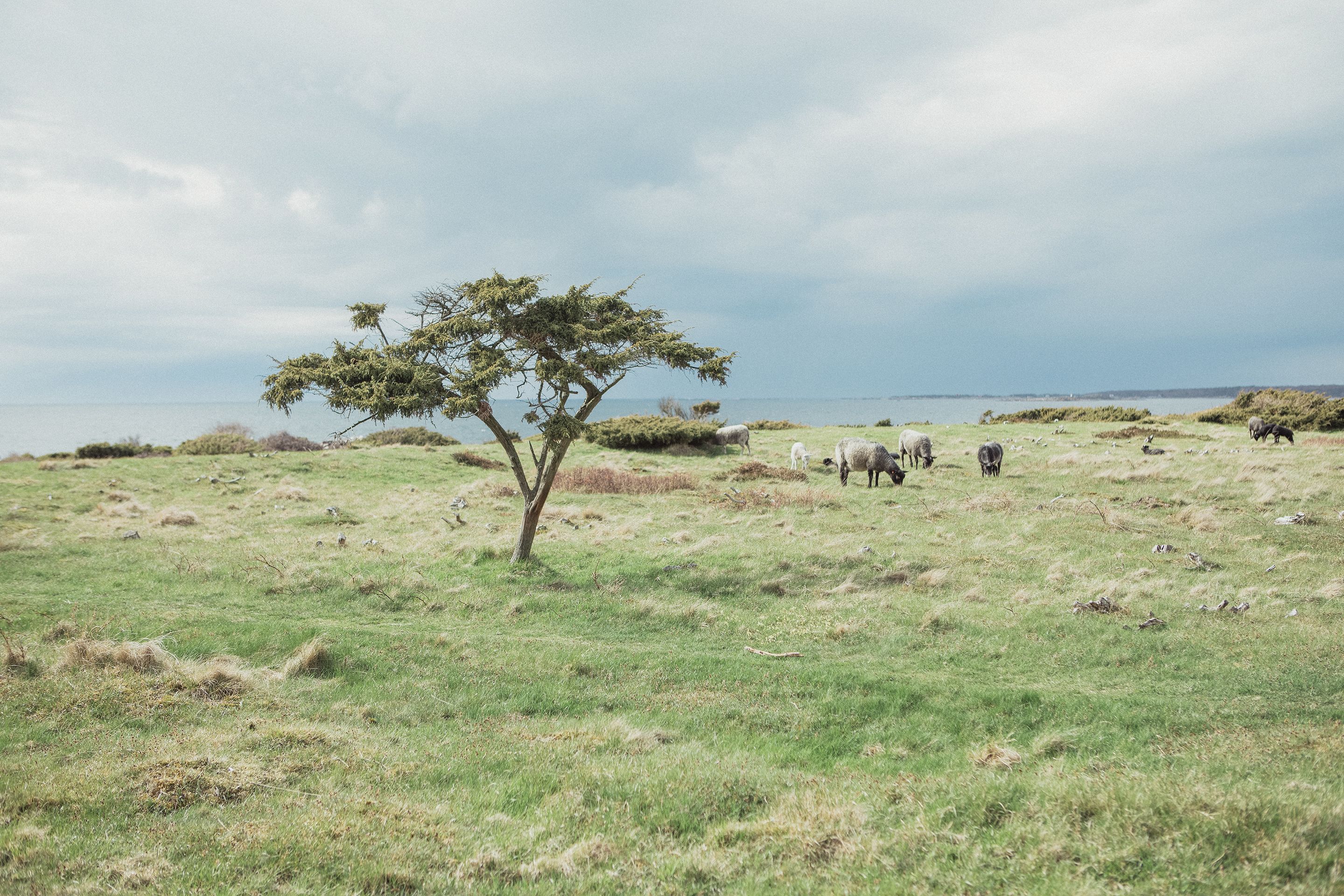 Een grasveld met een enkele boom en een ver verwijderd waterlichaam.