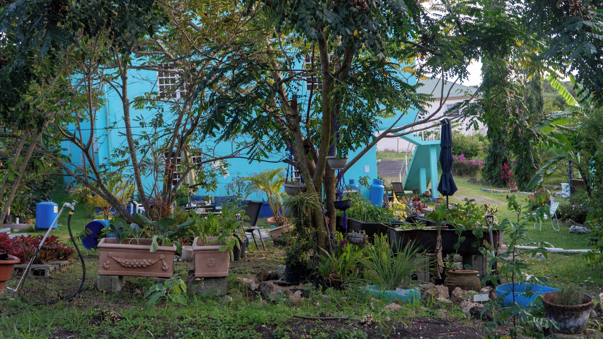 Un jardí amb diverses plantes i arbres, un edifici blau al fons i mobles d'exterior.