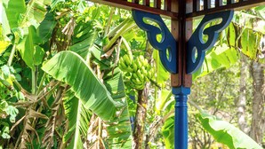 A structure with a blue and brown design, surrounded by lush green banana plants and banana leaves. - LambLion Holiday Apartments (Freemans Village)