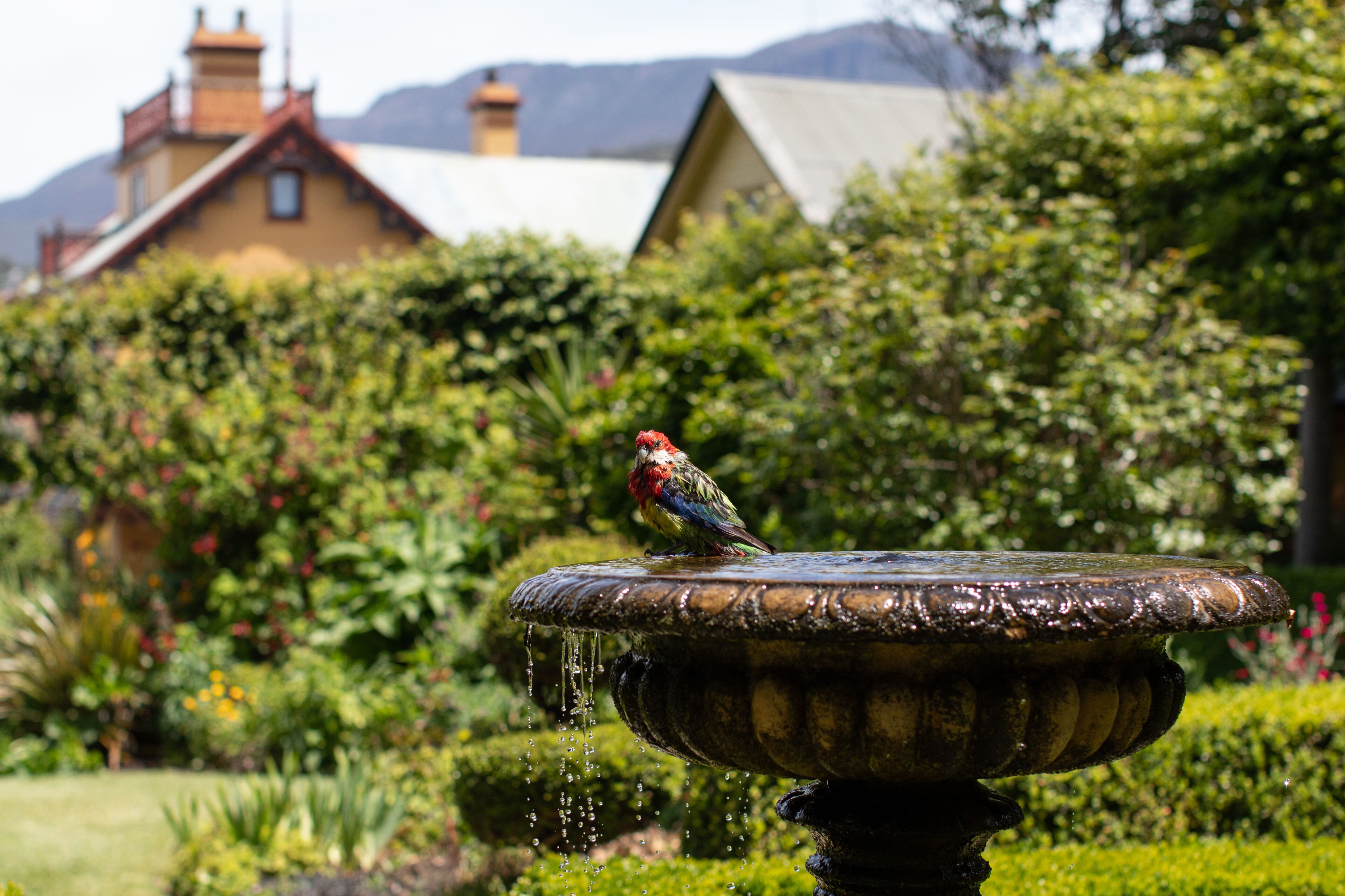 A bird perched on a fountain in a garden with lush greenery and a building in the background.