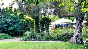 A lush garden with a variety of plants and trees, a paved walkway, and a large tree with a twisted trunk.