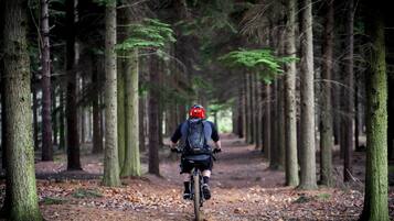 A forest path with a cyclist wearing a helmet and backpack.