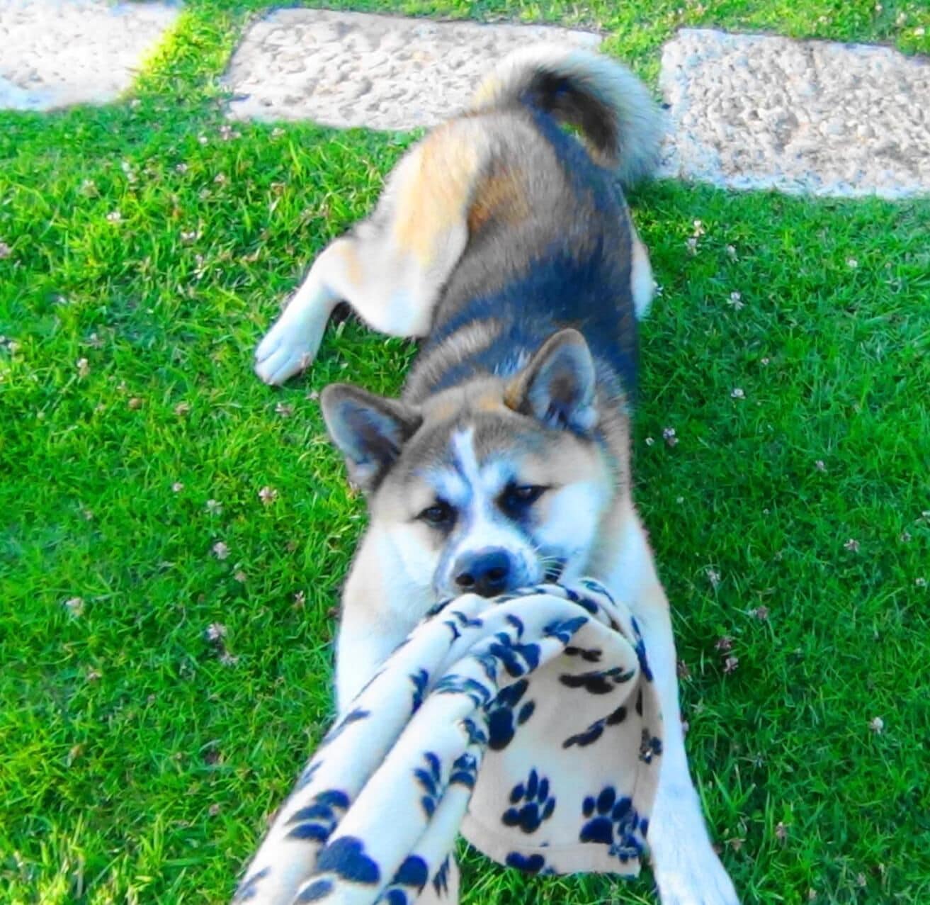 Un chien allongé sur l’herbe, près d’un jouet à motifs.