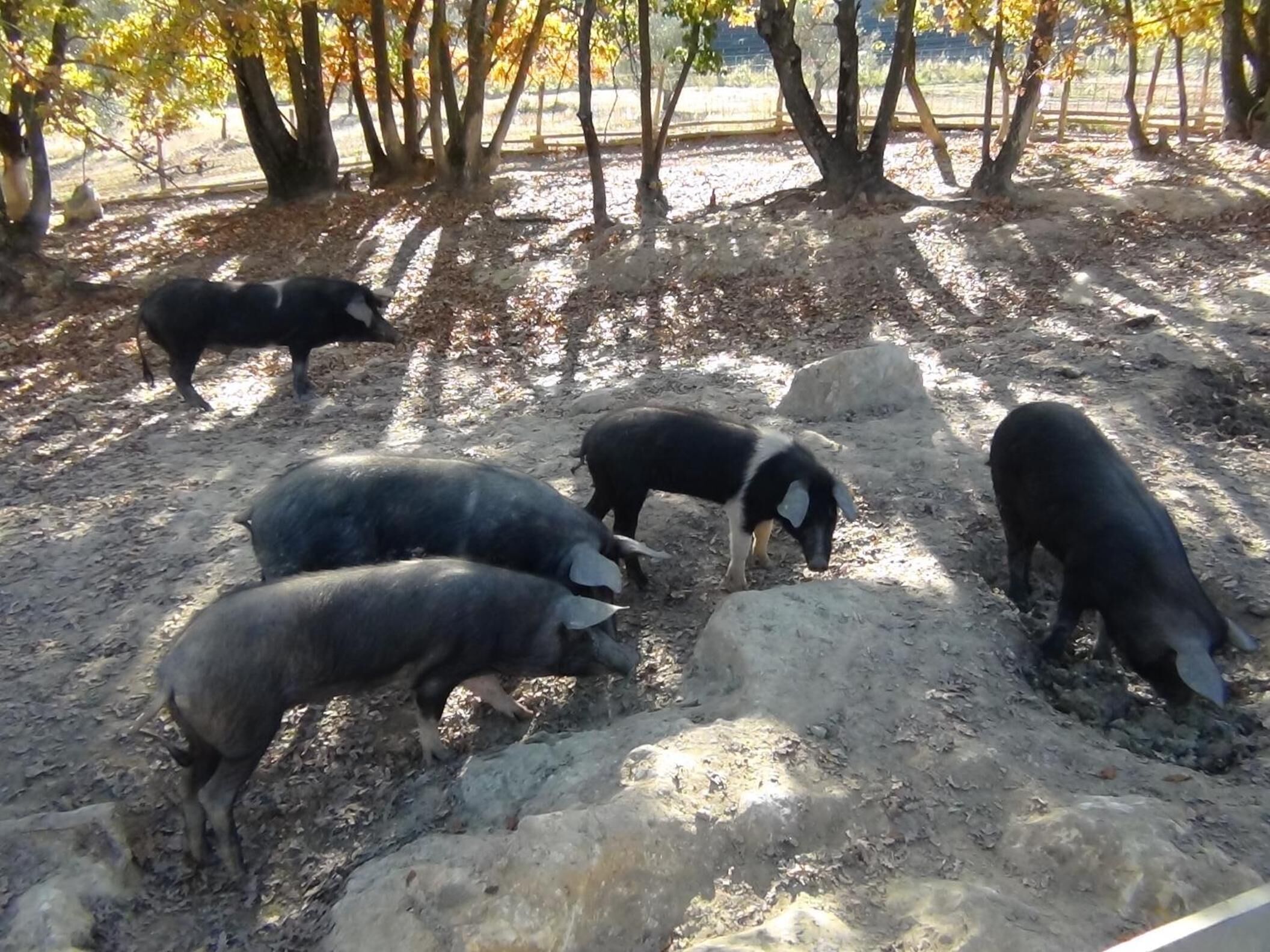 Eine Gruppe Schweine in einer natürlichen Umgebung mit Bäumen und Steinen.