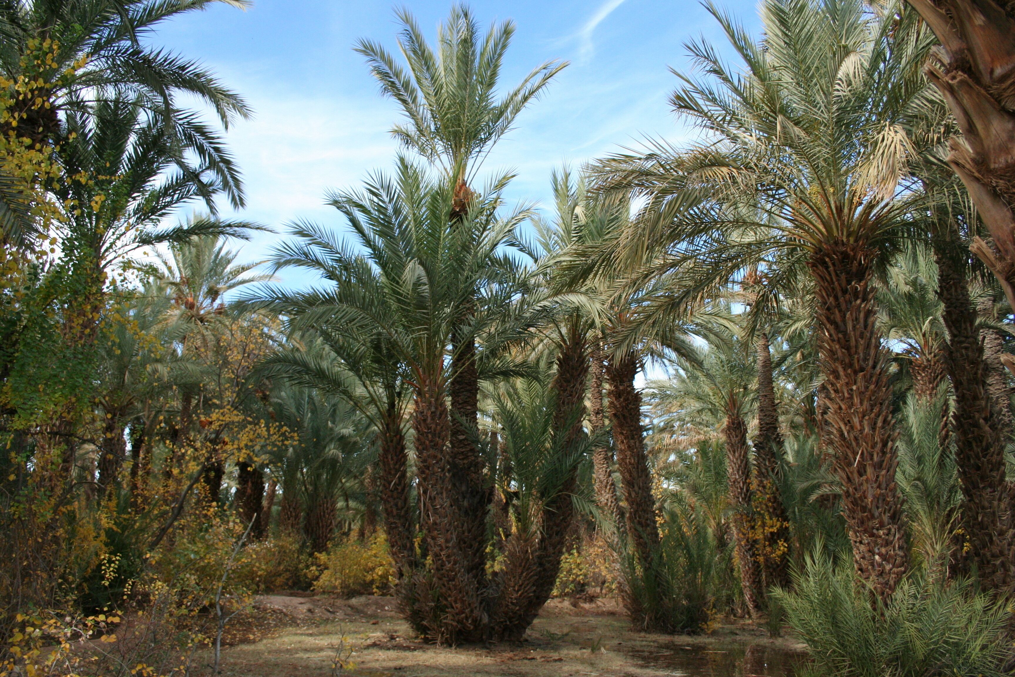 Un denso palmeral con altas palmeras y un cielo despejado.
