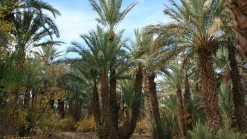 Un denso palmeral con altas palmeras y un cielo despejado.