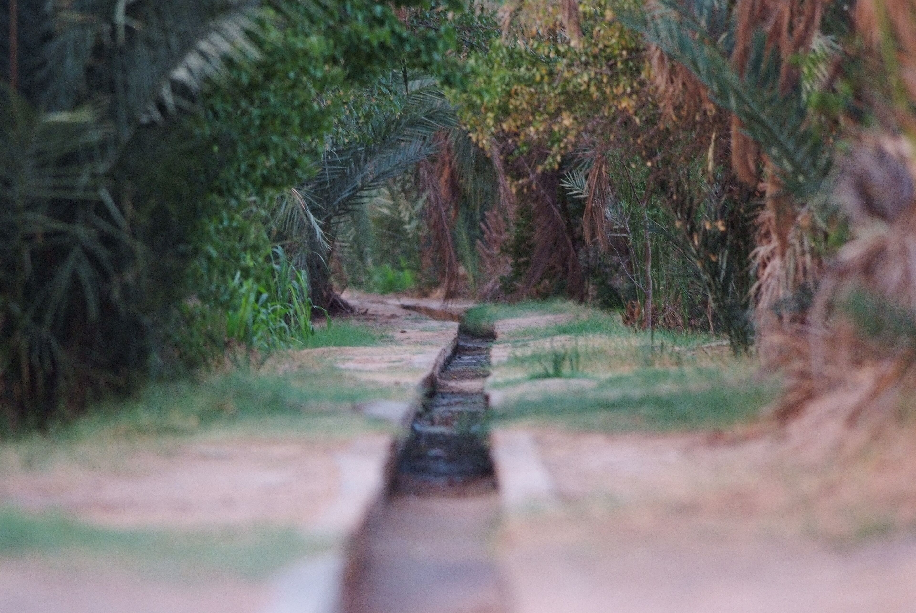 Un sendero serpentea por una selva tropical densa, con un estrecho camino sin asfaltar.