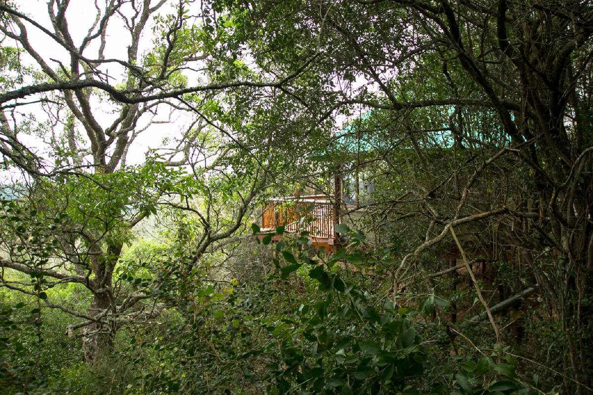 A rustic wooden structure surrounded by dense foliage.