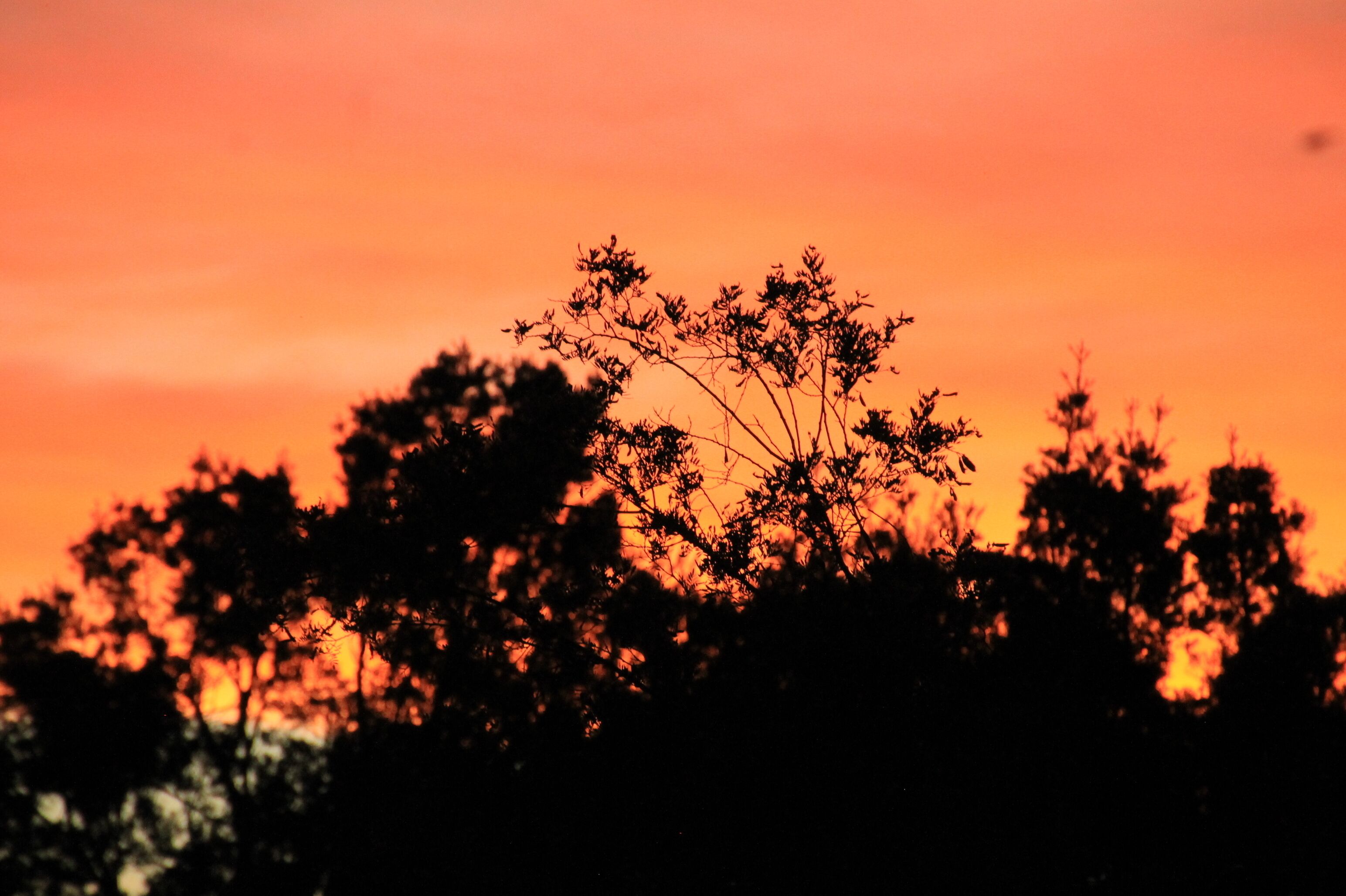 Silhouetten von Bäumen vor einem Sonnenuntergangshimmel.