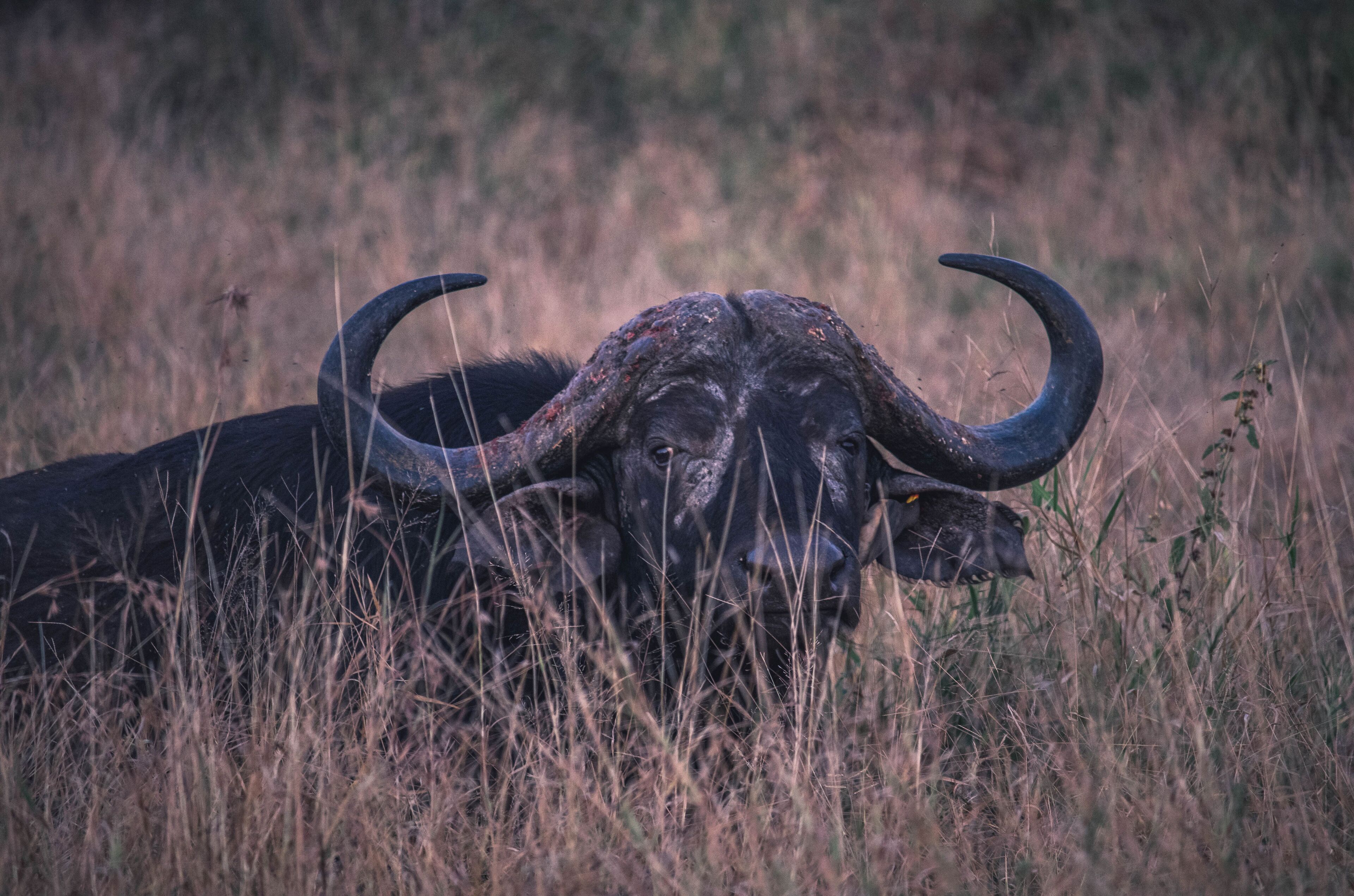 A buffalo in a grassy field.