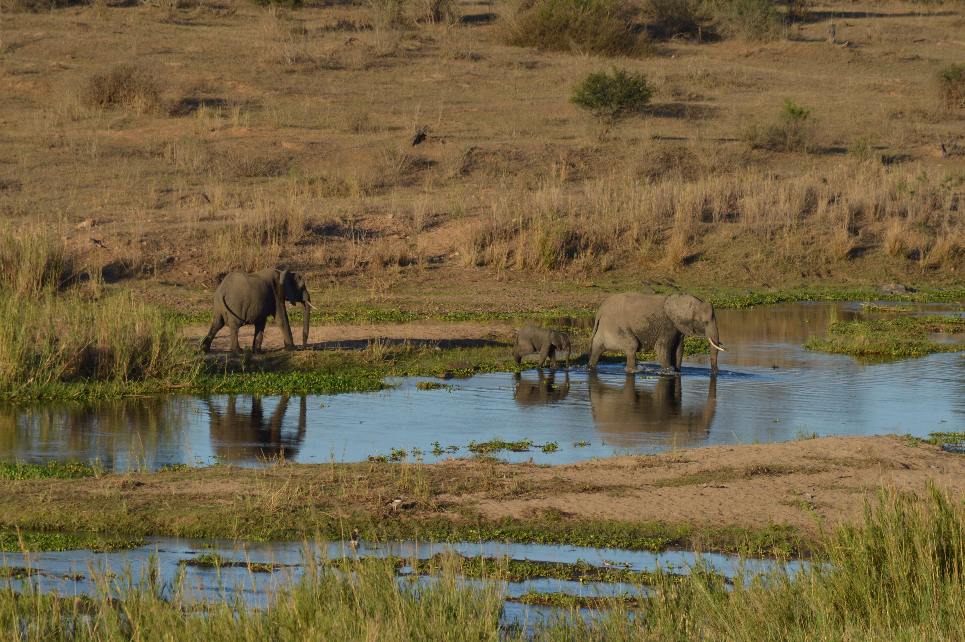 A natural landscape with elephants near a water body.