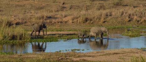 A natural landscape with elephants near a water body.