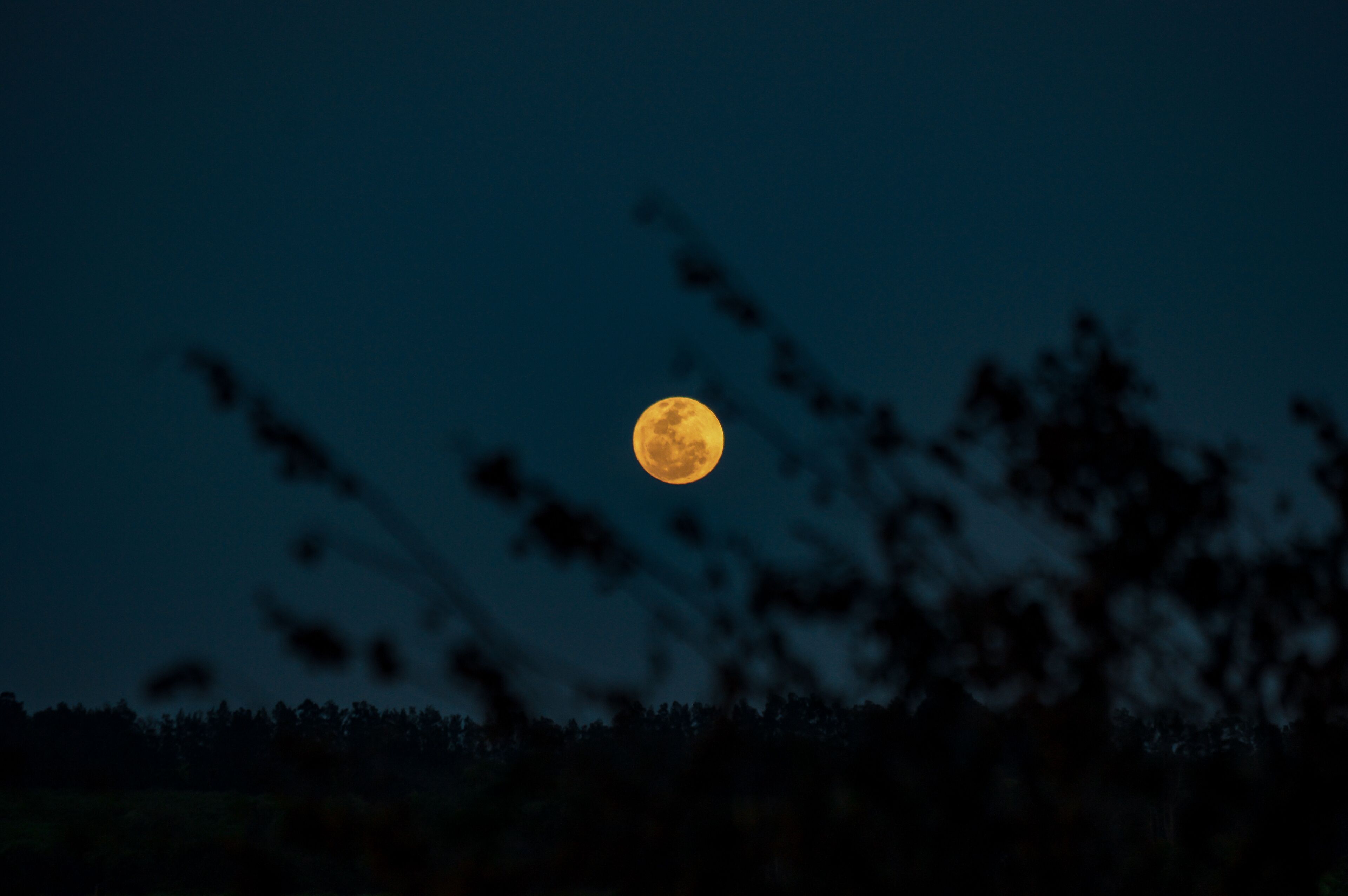 A full moon in the night sky with silhouettes of trees in the foreground.