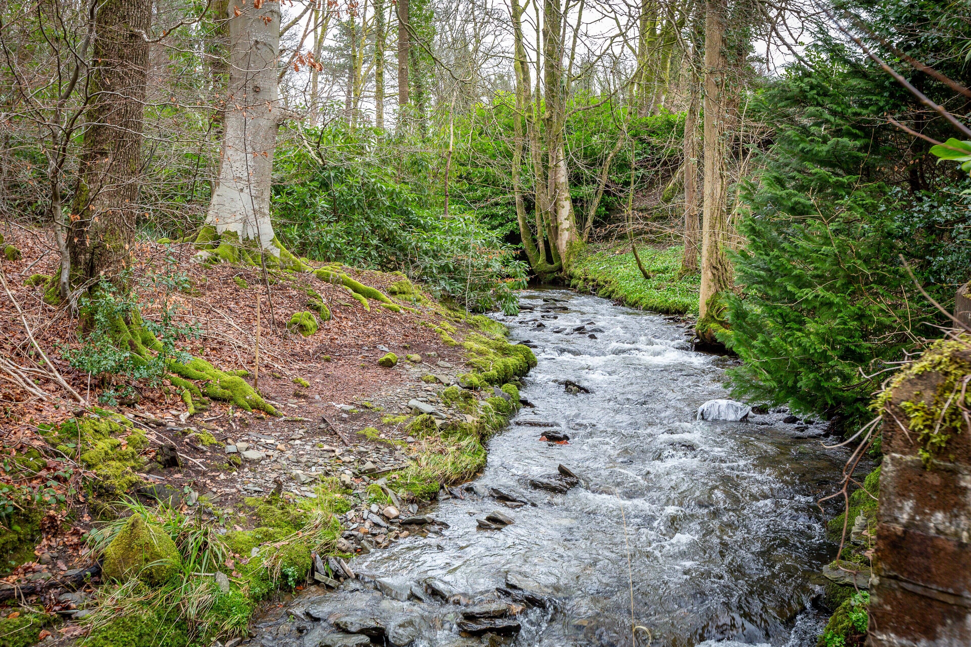 Un arroyo en el bosque con rocas cubiertas de musgo y árboles.