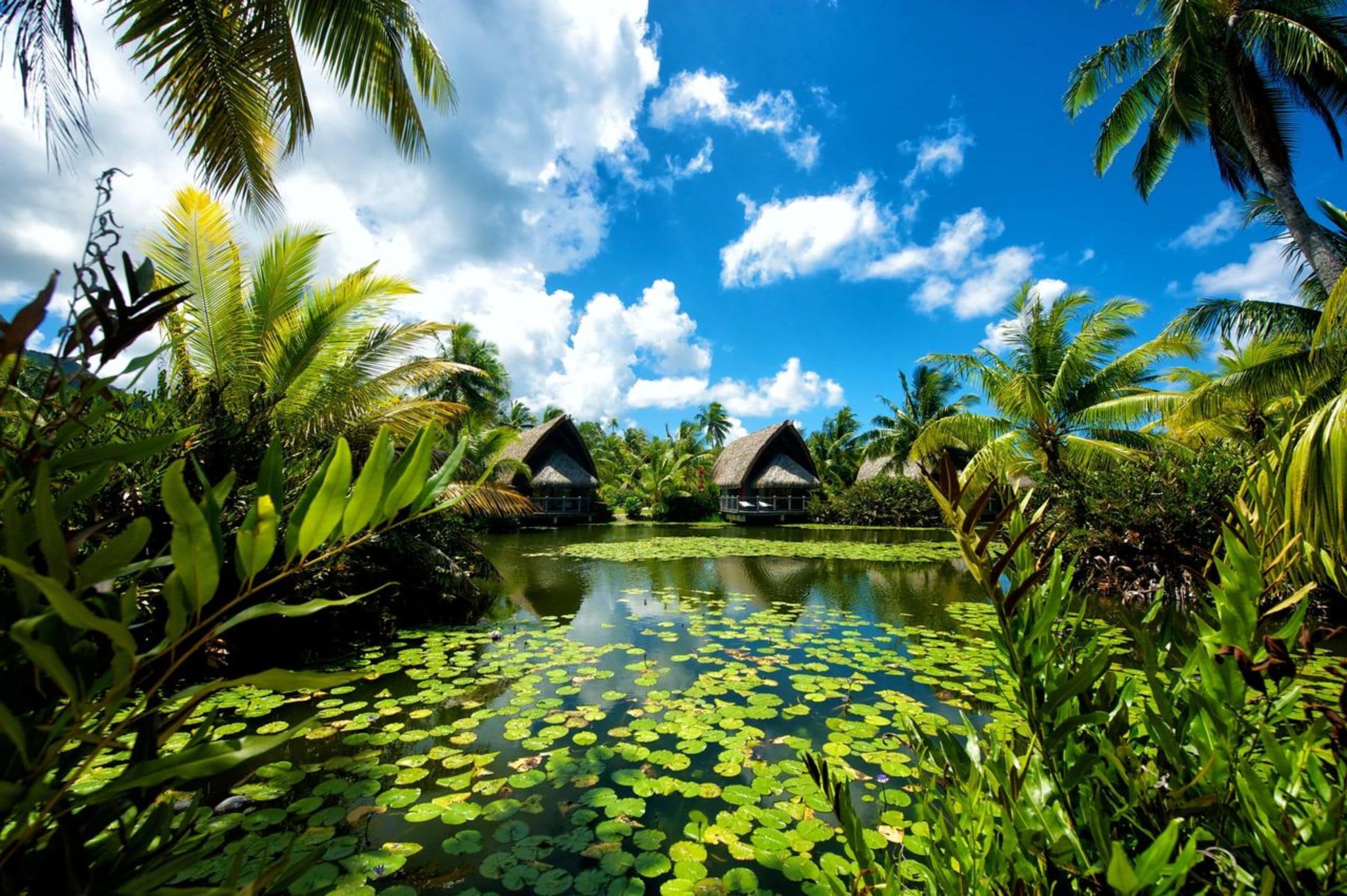 A tropical resort with thatched-roof huts, a pond with lily pads, and lush greenery.