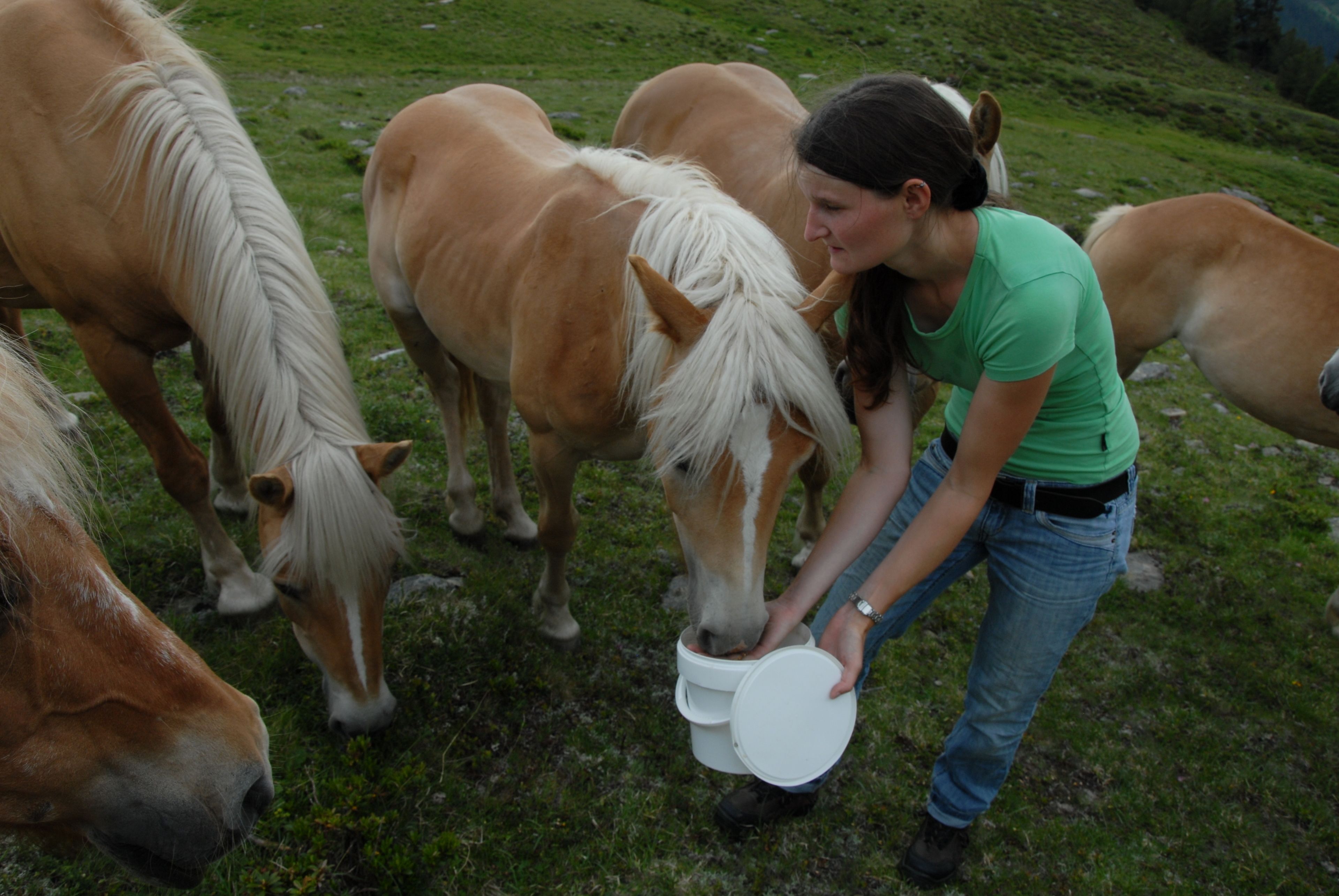 Una persona alimentando caballos en un campo cubierto de hierba.