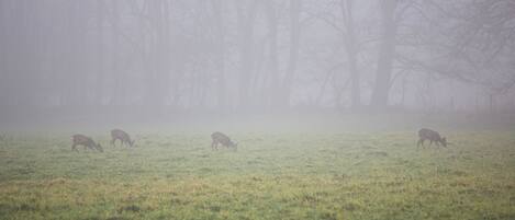 A foggy field with grazing animals and leafless trees in the background.