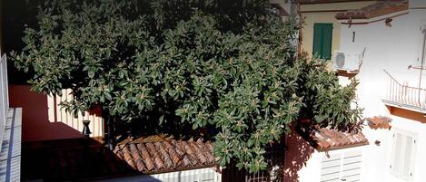 Une cour avec un grand arbre, un bâtiment blanc doté d’un toit en tuiles et un portail en métal.