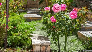 A garden with a stone pathway, pink roses, and a palm tree. - Athina Apts (Zakynthos)