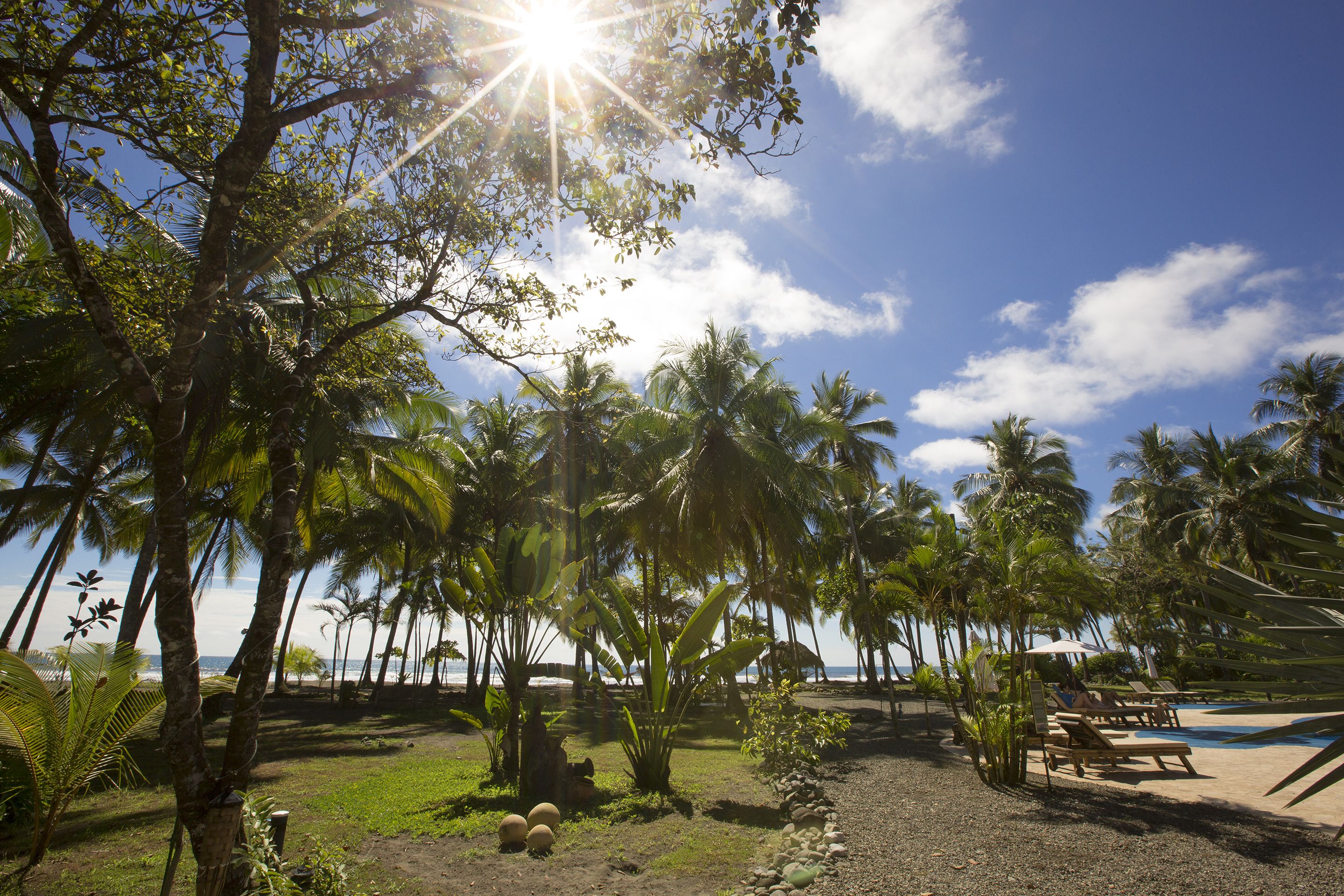 A tropical resort with palm trees, a swimming pool, and a beach view.