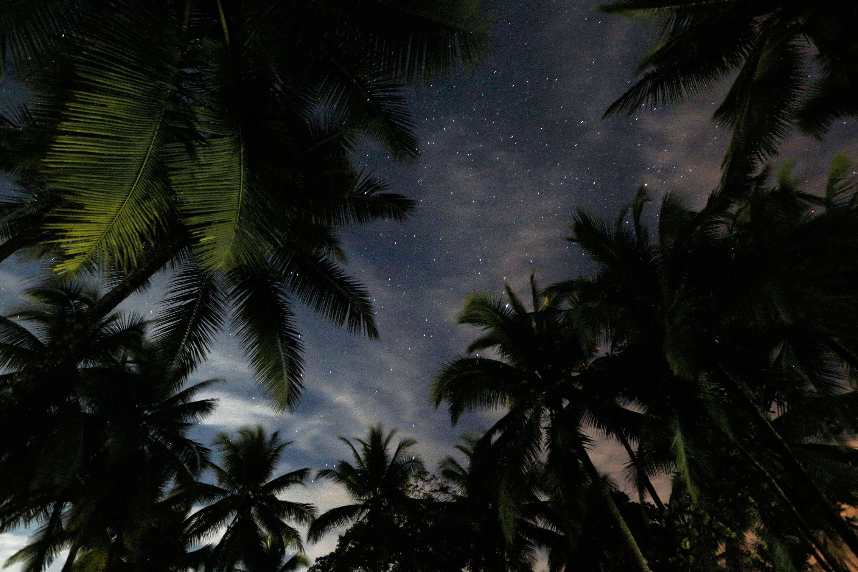 Cielo nocturno con estrellas visibles entre siluetas de palmeras.