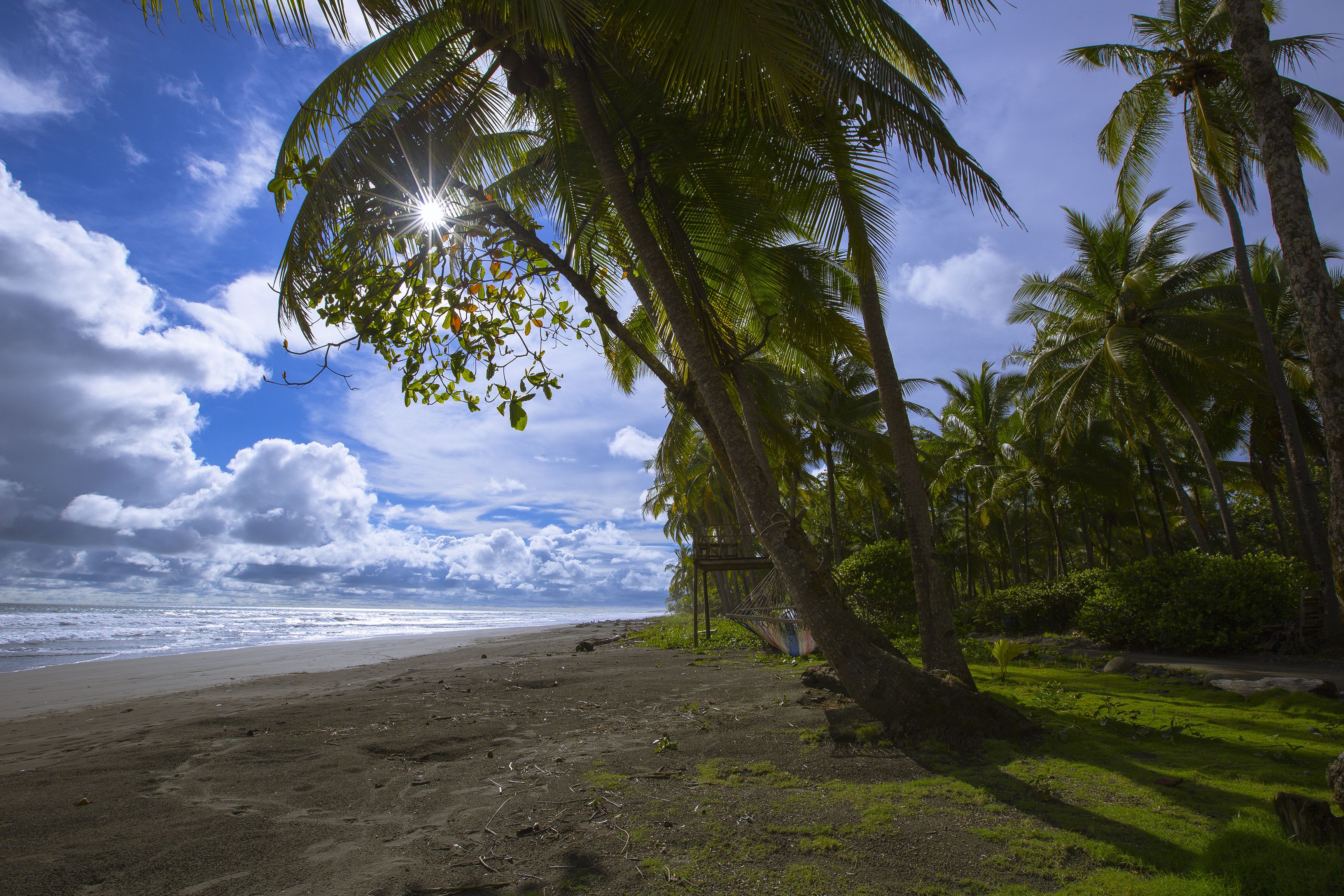 A beach with palm trees and a clear sky.