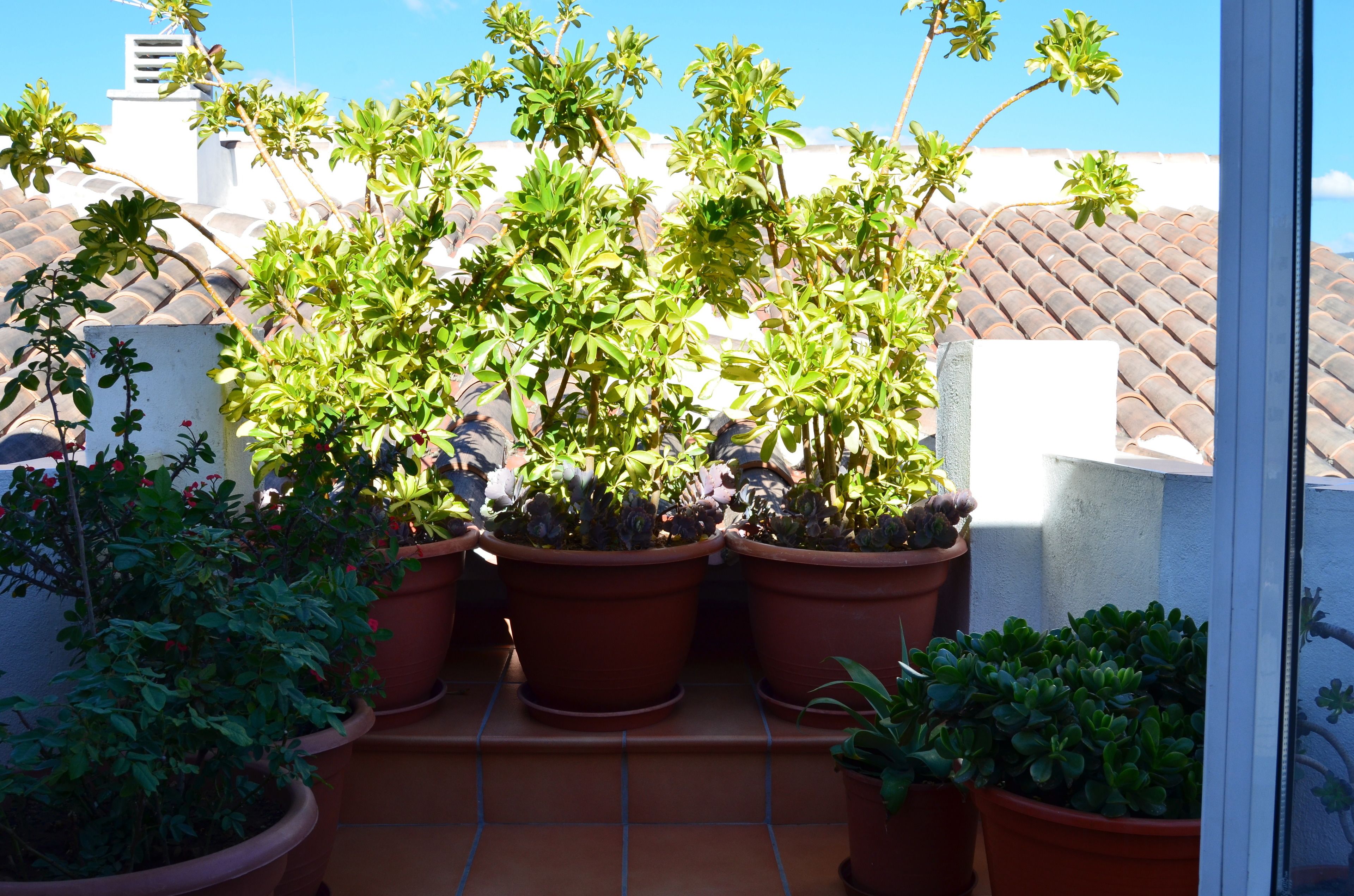 A rooftop terrace with multiple potted plants and a tiled roof.
