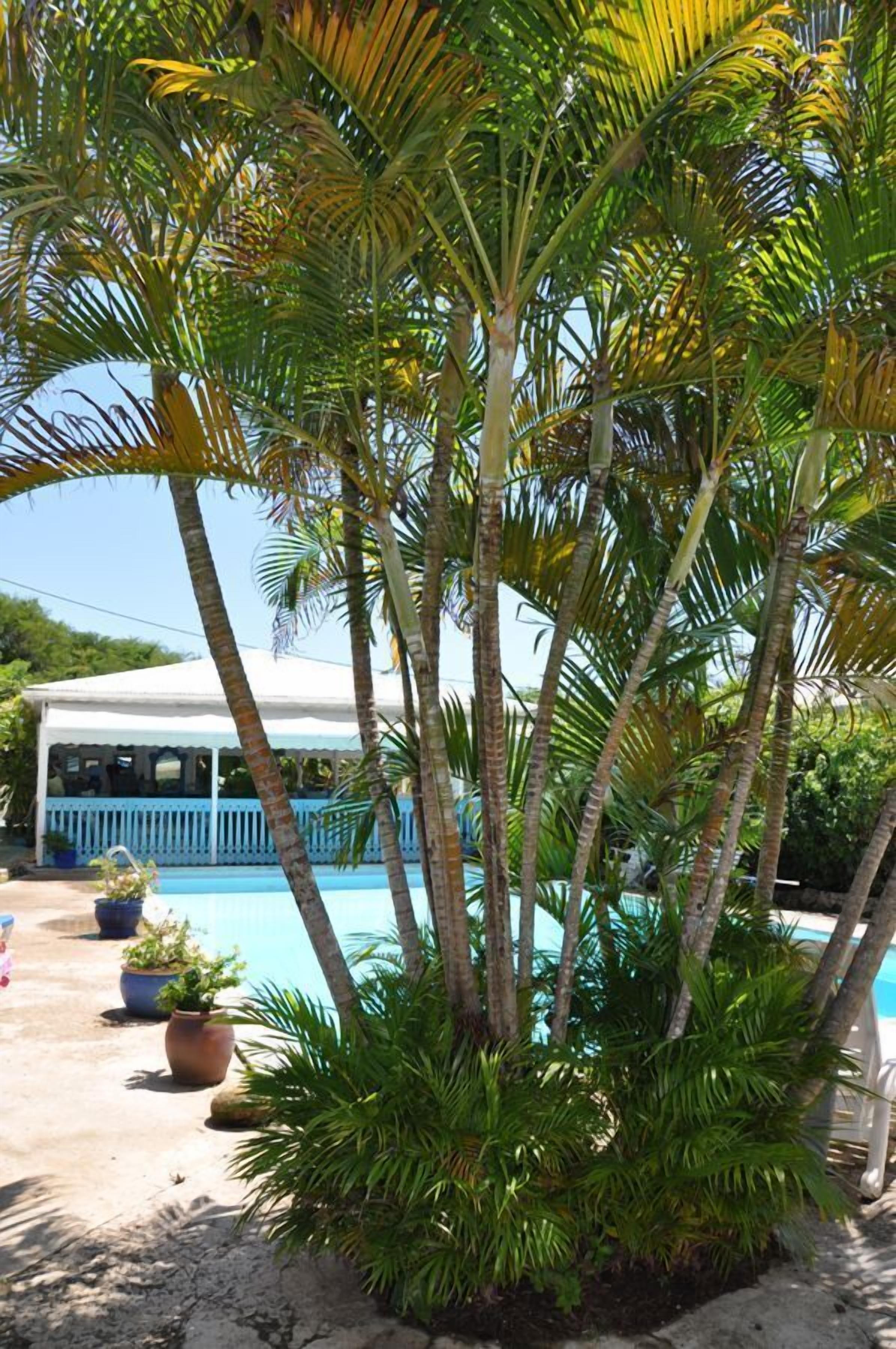 Un'area piscina con palme e un edificio bianco con decorazioni blu.