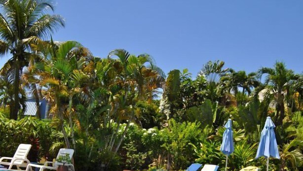 Piscina azul límpida rodeada por espreguiçadeiras e guarda-sóis, com palmeiras ao fundo.