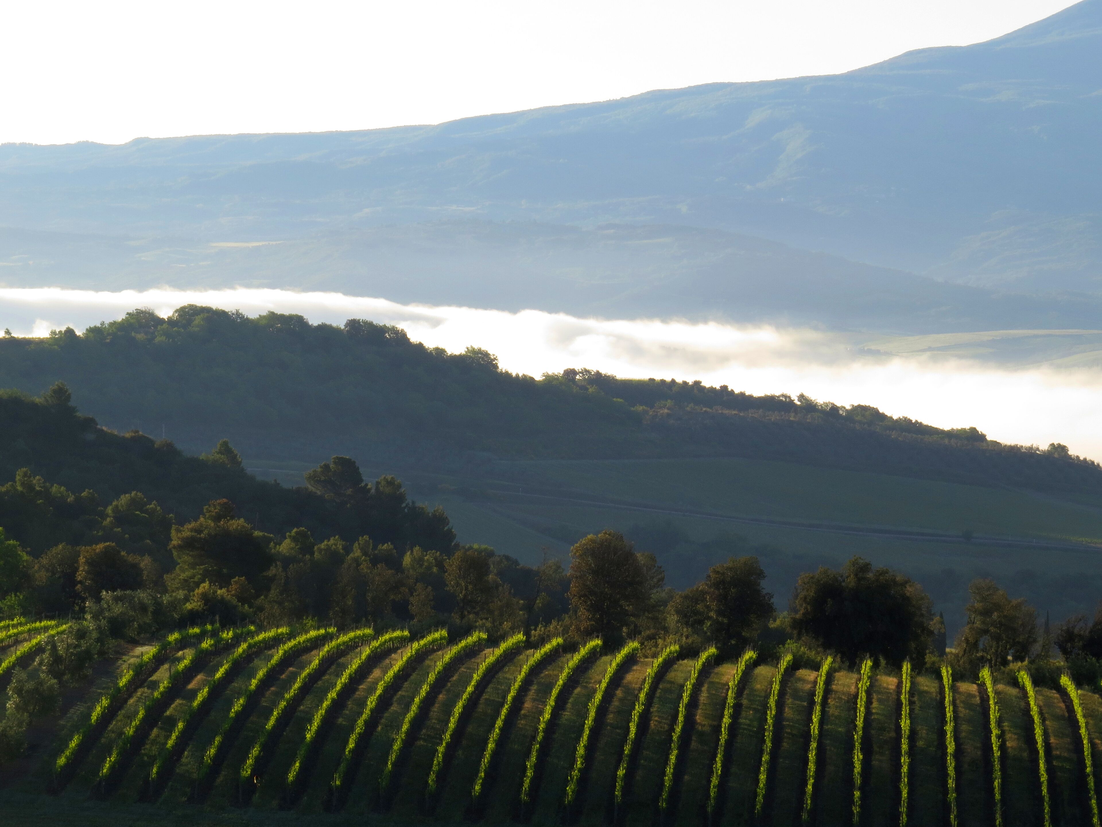 A vineyard with rows of grapevines and a mountain in the background.