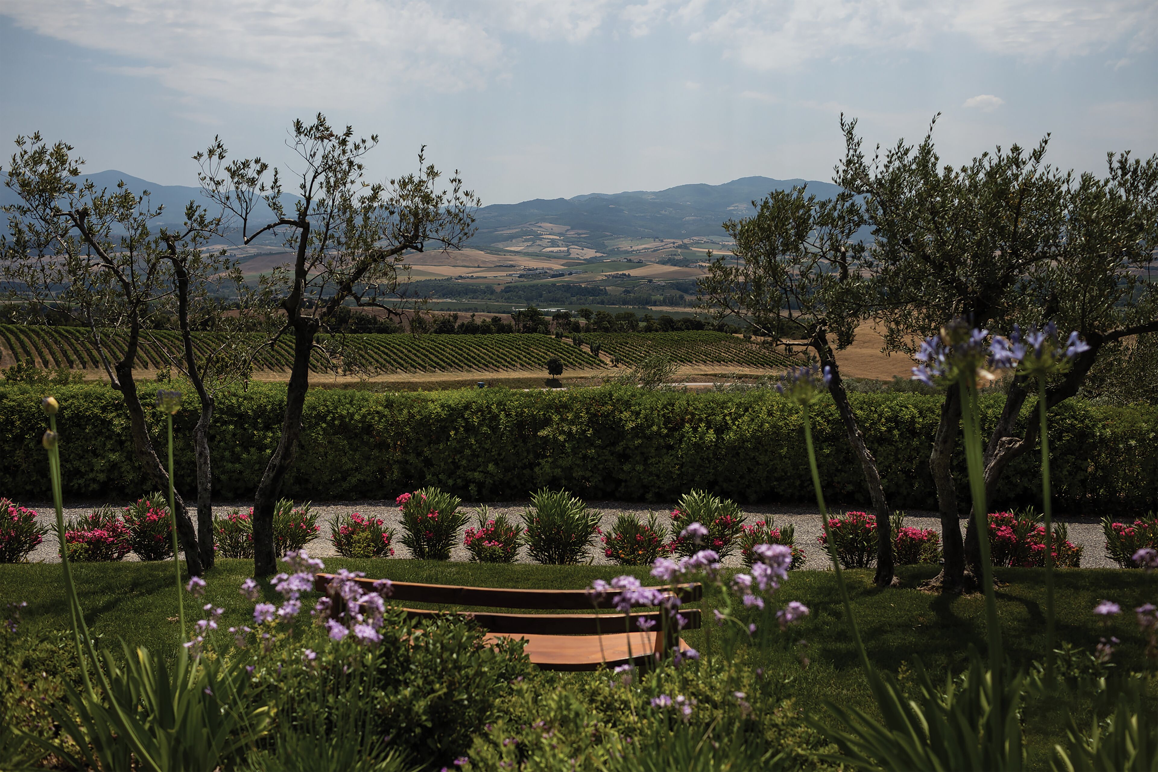 suite (riserva) | vineyard view