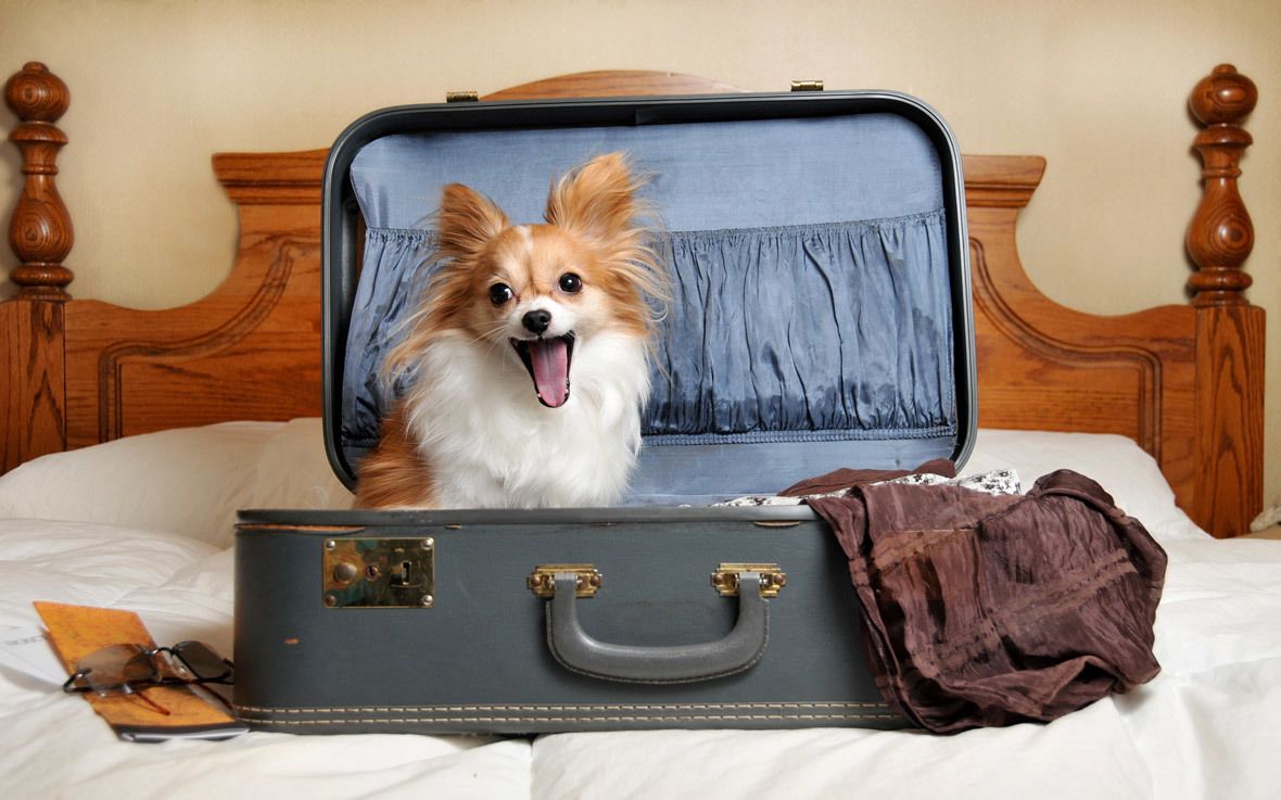 A dog sitting inside an open suitcase on a bed with a wooden headboard.