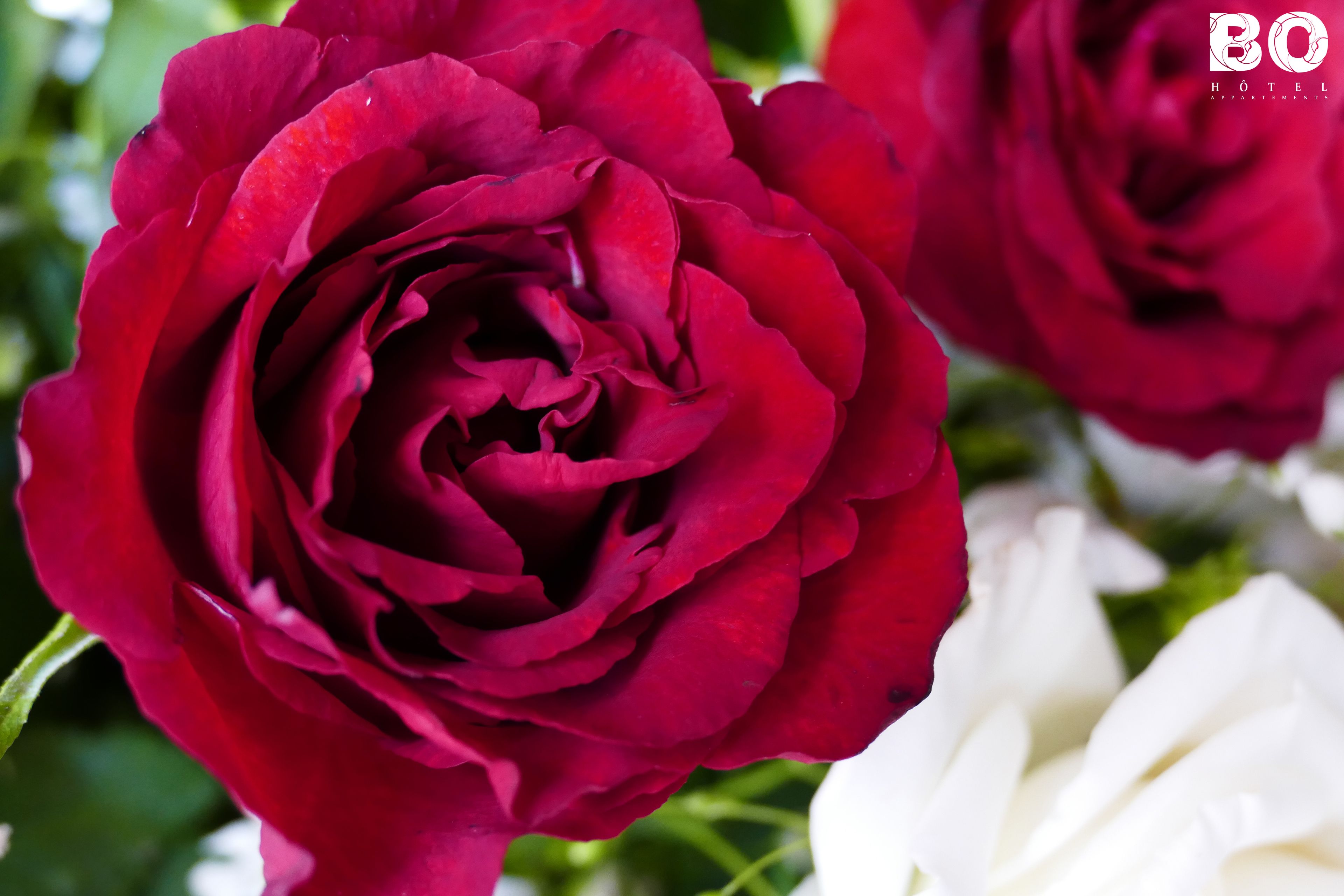 A close-up of a red rose with a white rose in the background.