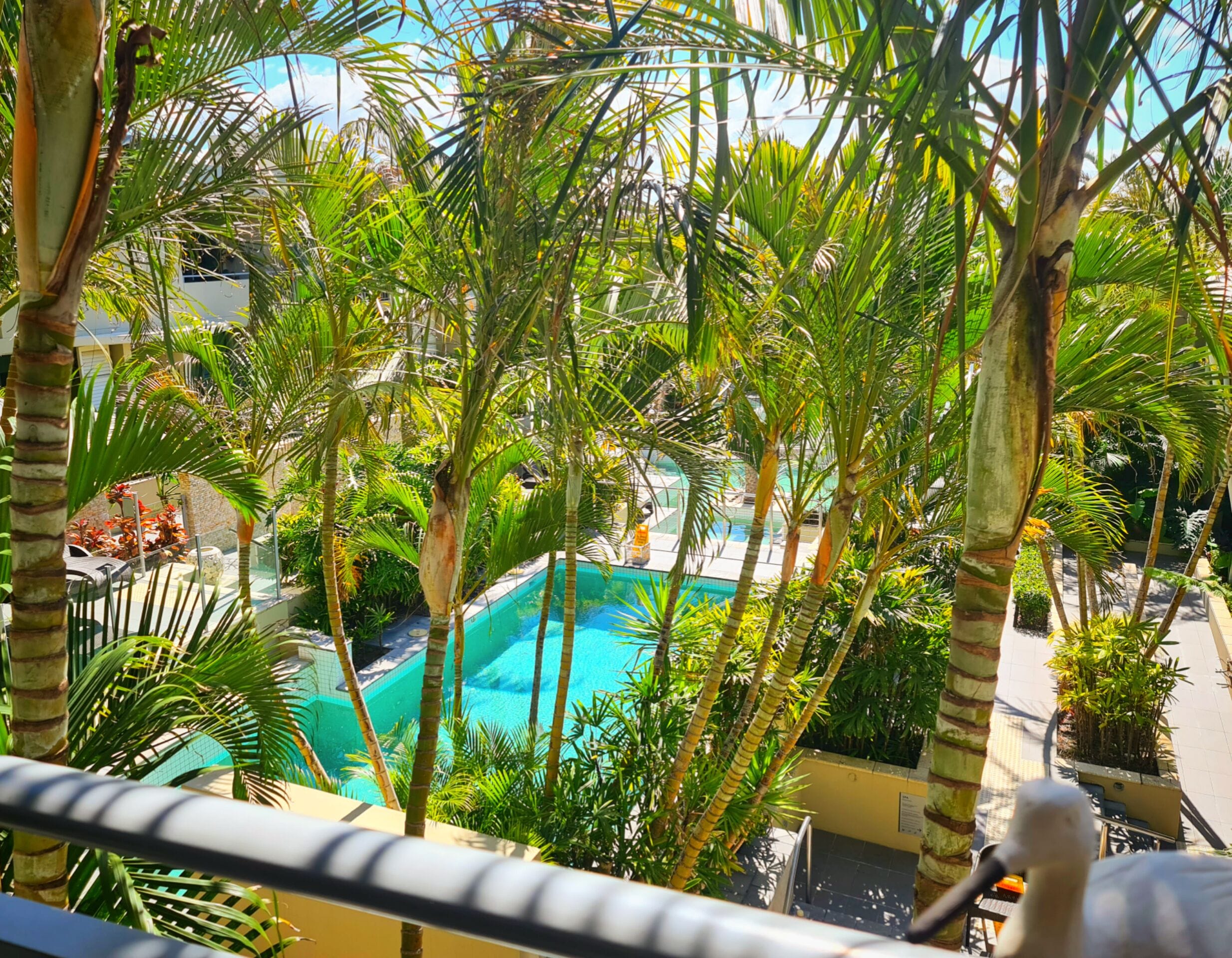 Zona de piscina rodeada de palmeras, con vista despejada a la piscina y la vegetación circundante.