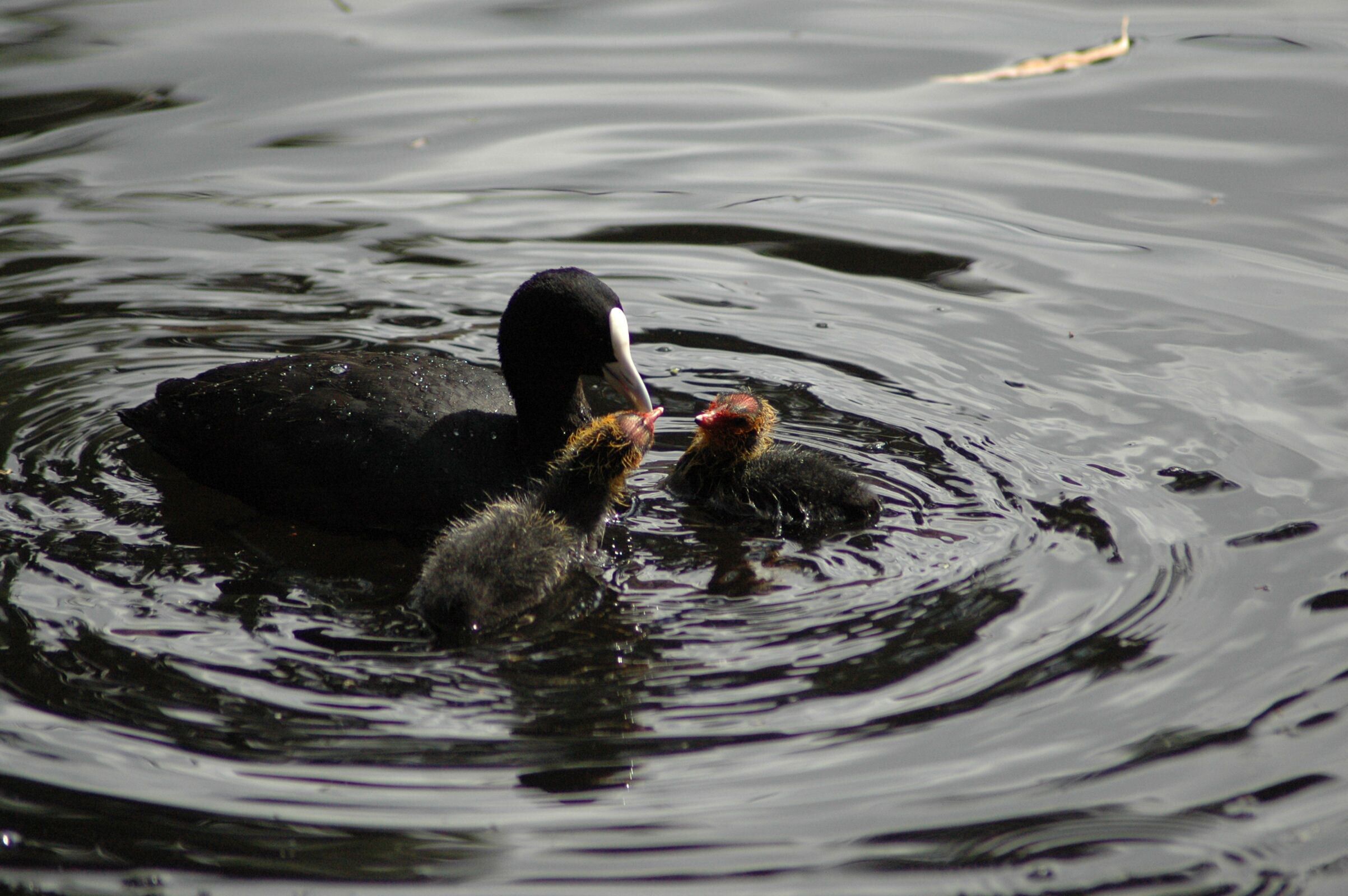 Standard Single Room, 1 Queen Bed, Refrigerator & Microwave, Ground Floor | Water view