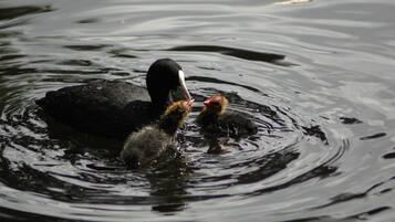 Standard Single Room, 1 Queen Bed, Refrigerator & Microwave, Ground Floor | Water view