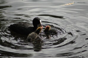 Standard-Einzelzimmer, 1 Queen-Bett, Kühlschrank und Mikrowelle, Erdgeschoss | Blick auf das Wasser