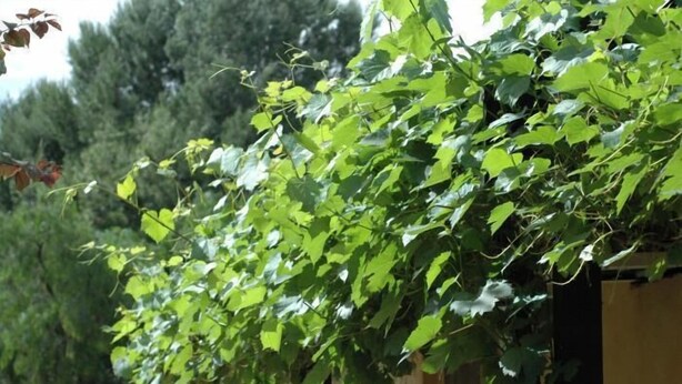 Une plante grimpante verte et luxuriante, avec un feuillage dense, vraisemblablement une vigne, qui pousse le long d’une structure.
