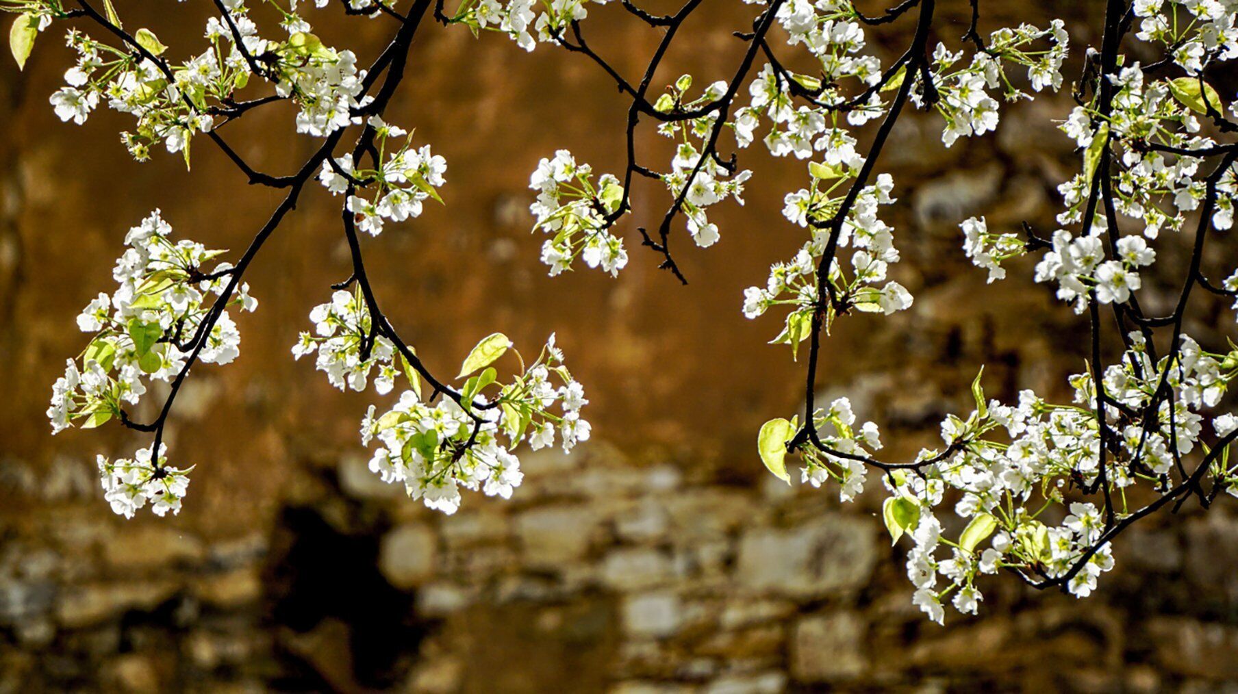 A close-up of a tree branch with white blossoms against a stone wall background.