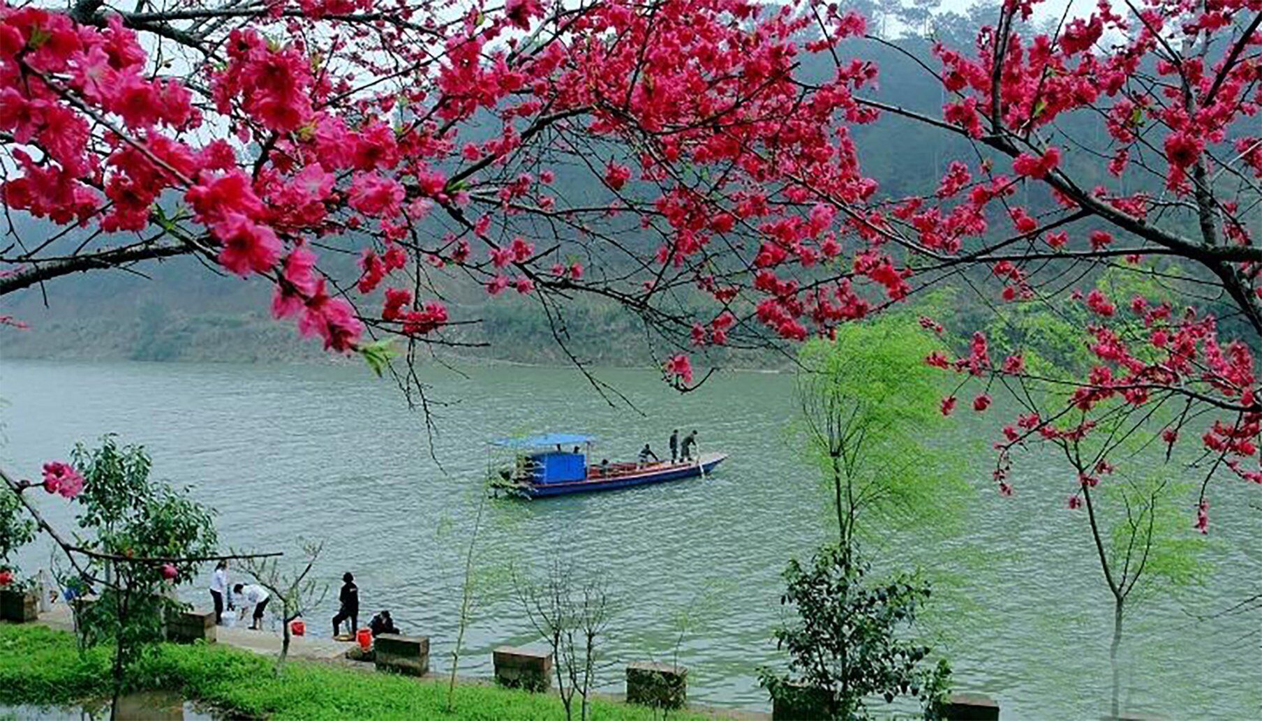 A calm lake with a boat carrying people, surrounded by lush greenery and pink flowers.