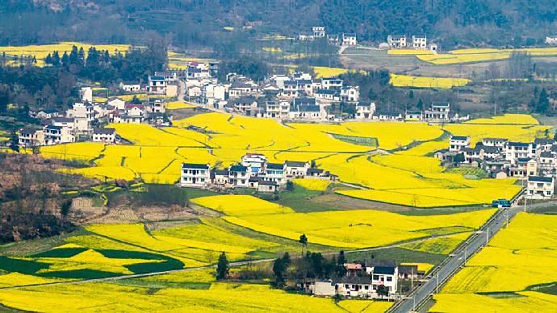 A rural landscape with a cluster of white buildings surrounded by fields of yellow crops.