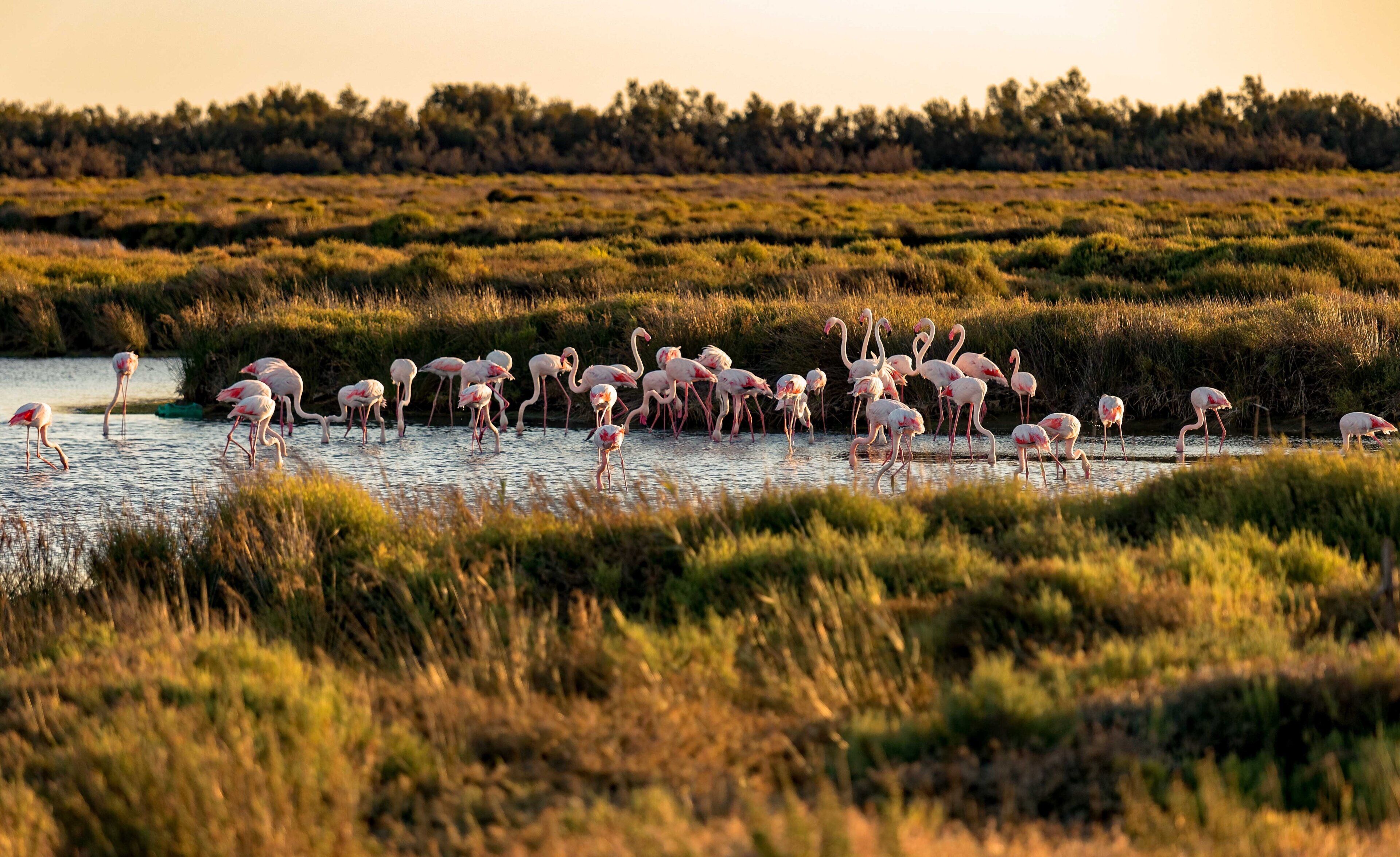 Et naturligt landskab med en gruppe flamingoer i en lavvandet sø omgivet af græs og træer.