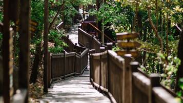A wooden pathway surrounded by dense foliage, leading to a higher level.