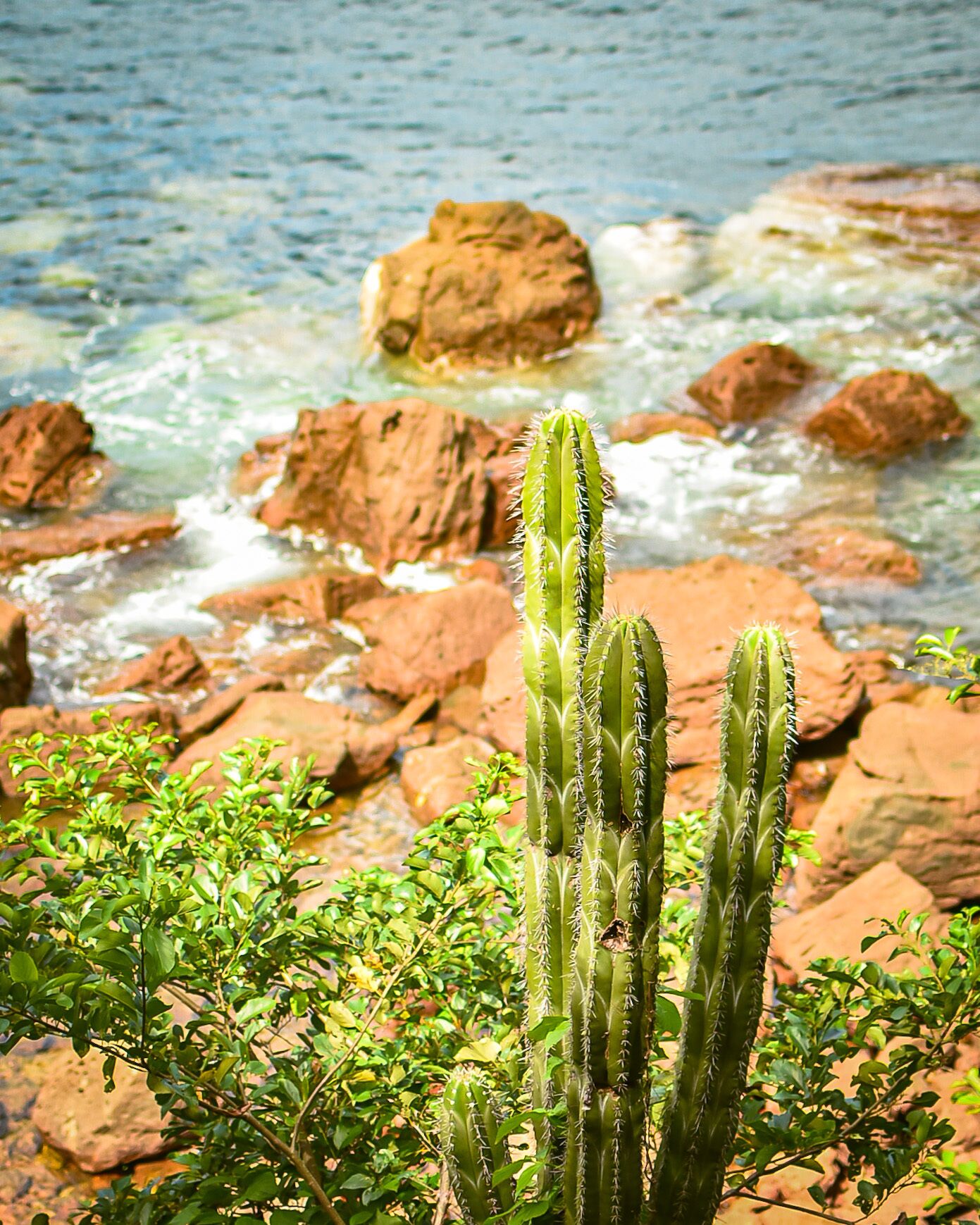 Una pianta di cactus in una zona costiera rocciosa con un corpo d'acqua sullo sfondo.