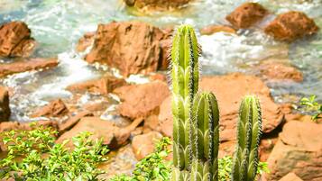 Una pianta di cactus in una zona costiera rocciosa con un corpo d'acqua sullo sfondo.
