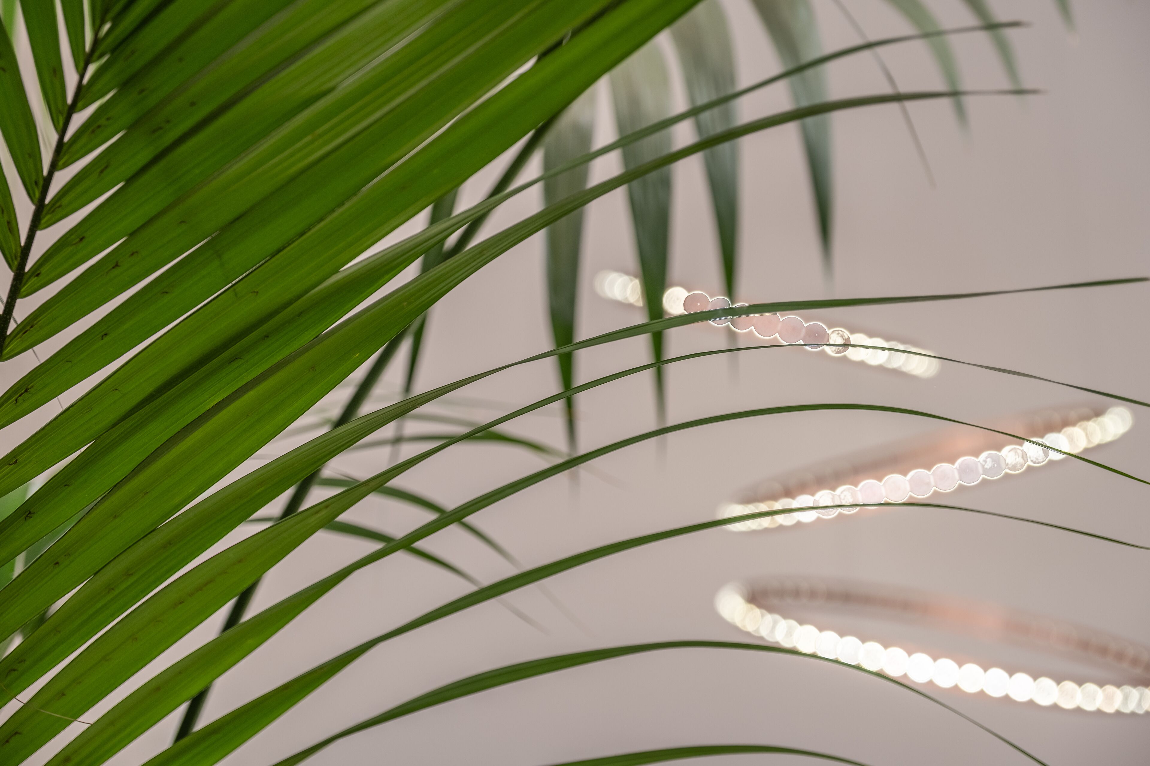 A close-up of green leaves with a blurred background.