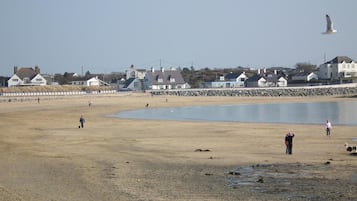 A beach with houses in the background and a seagull flying.