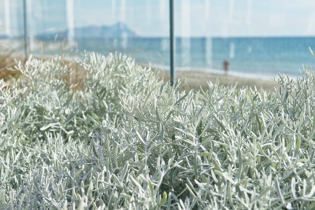 A field of silver-green plants with a distant view of a bridge and water.