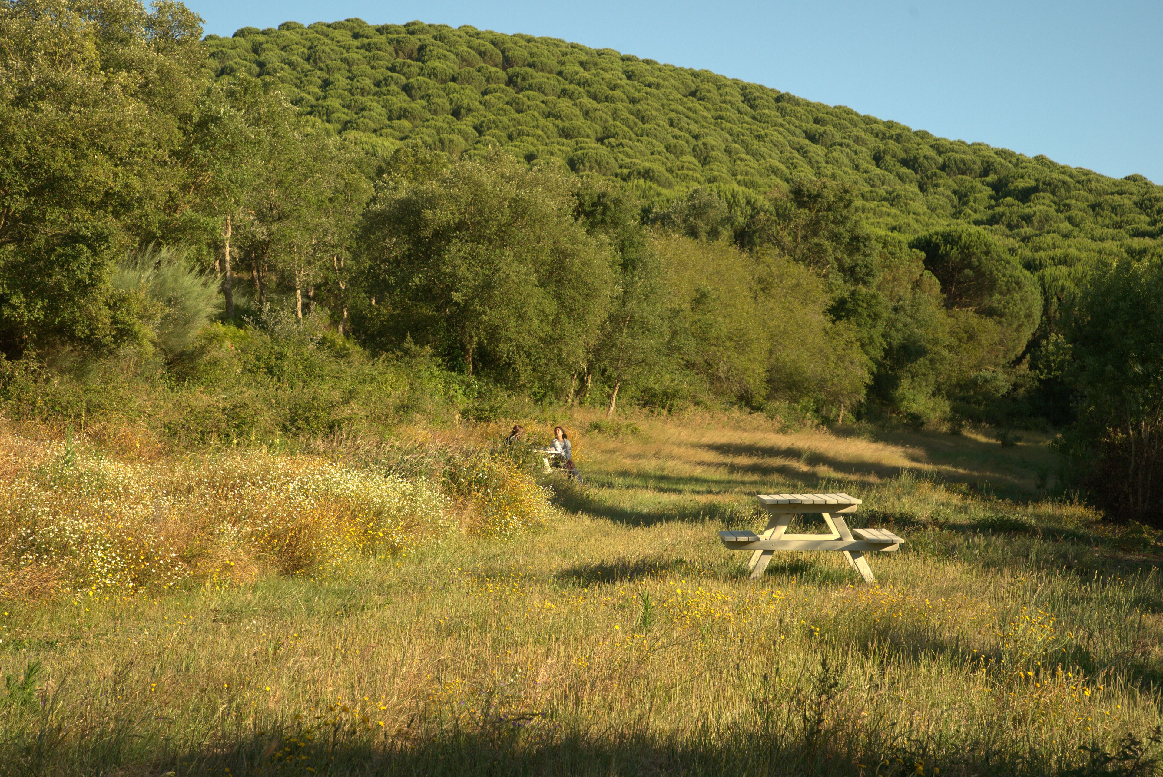 A picnic table in a grassy field with a forested hill in the background.